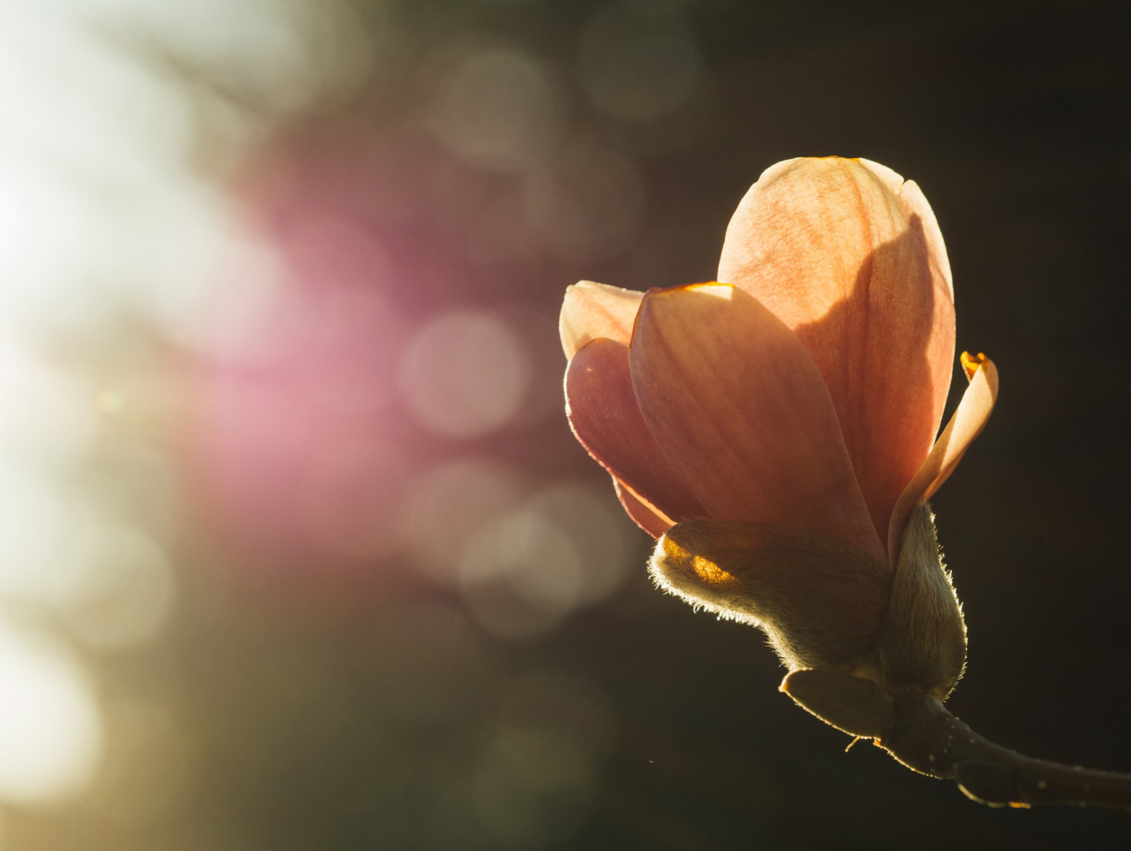 breathe-on-flower