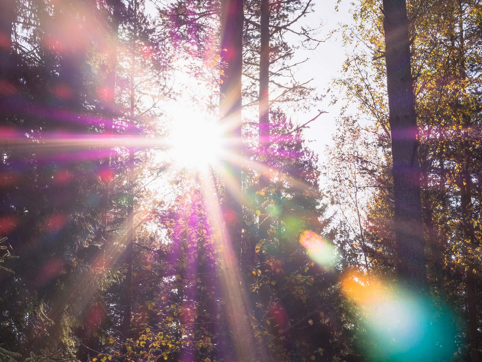 breathe-on-sunlight trees